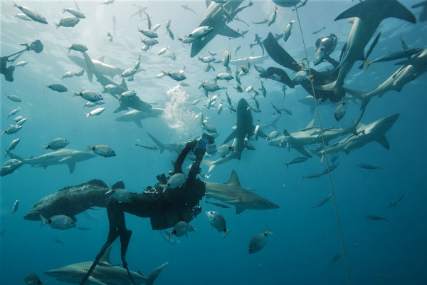 Cruises for scuba divers | Cruising Indonesia | The Liveaboard and Dive Specialists