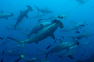 Sub alle Galapagos | Cruising Indonesia | Gli Specialisti del Liveaboard e Viaggi Sub