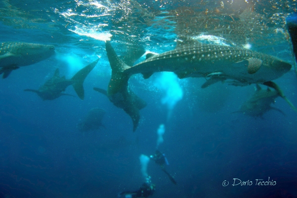 Questa immagine subacquea mostra 2 subacquei nel bel mezzo di un gruppo di 12 squali balena nel Cendrawasih Bay National Park, in una spedizione organizzata da Cruising Indonesia