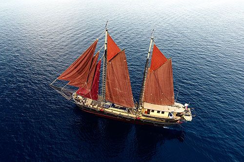 Adelaar liveaboard exclusive cruises in Indonesia