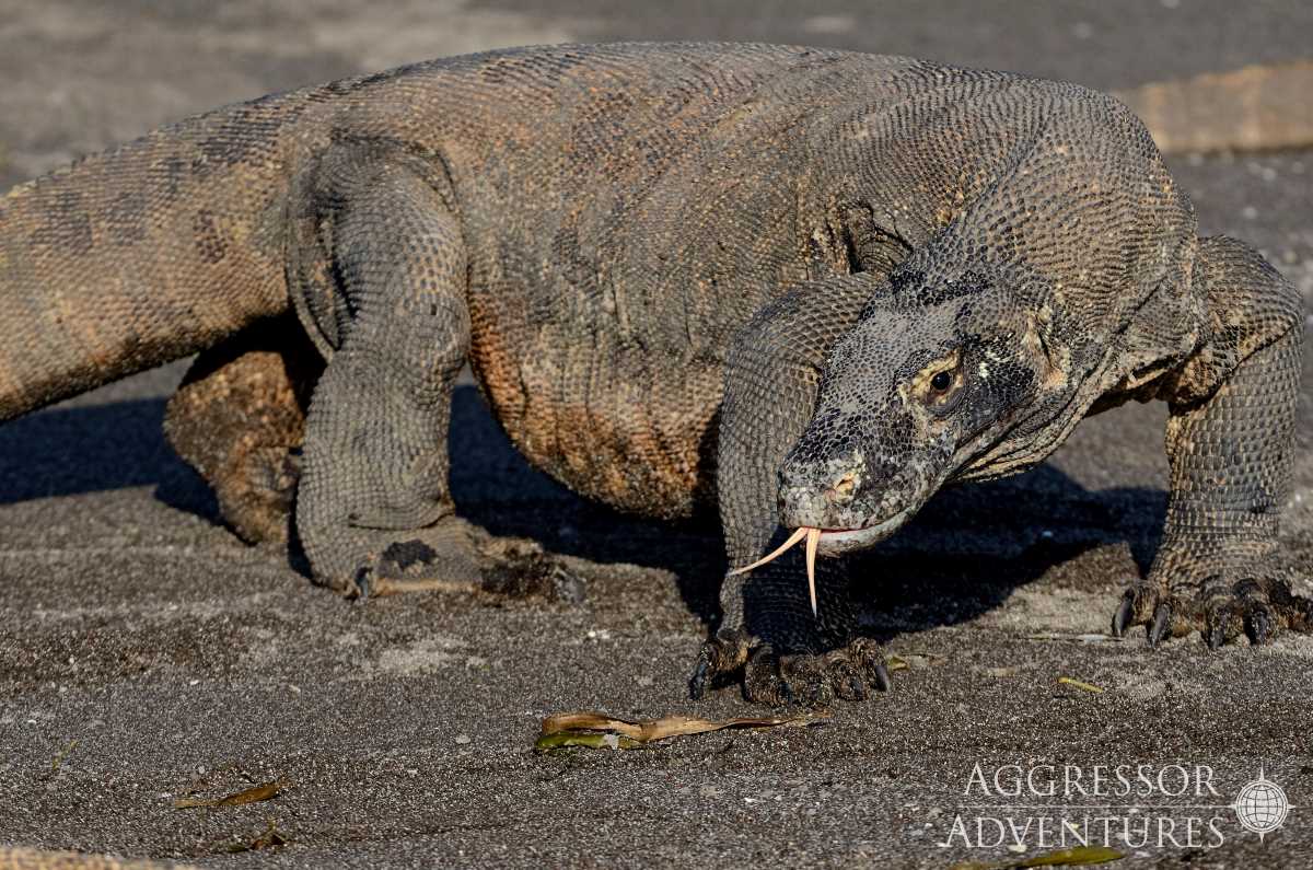 Cruises for scuba divers in Komodo National Park