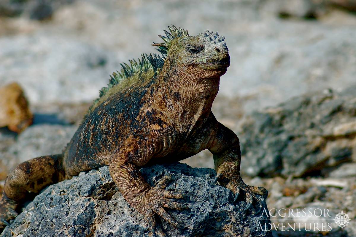 Cruises for scuba divers in Galapagos