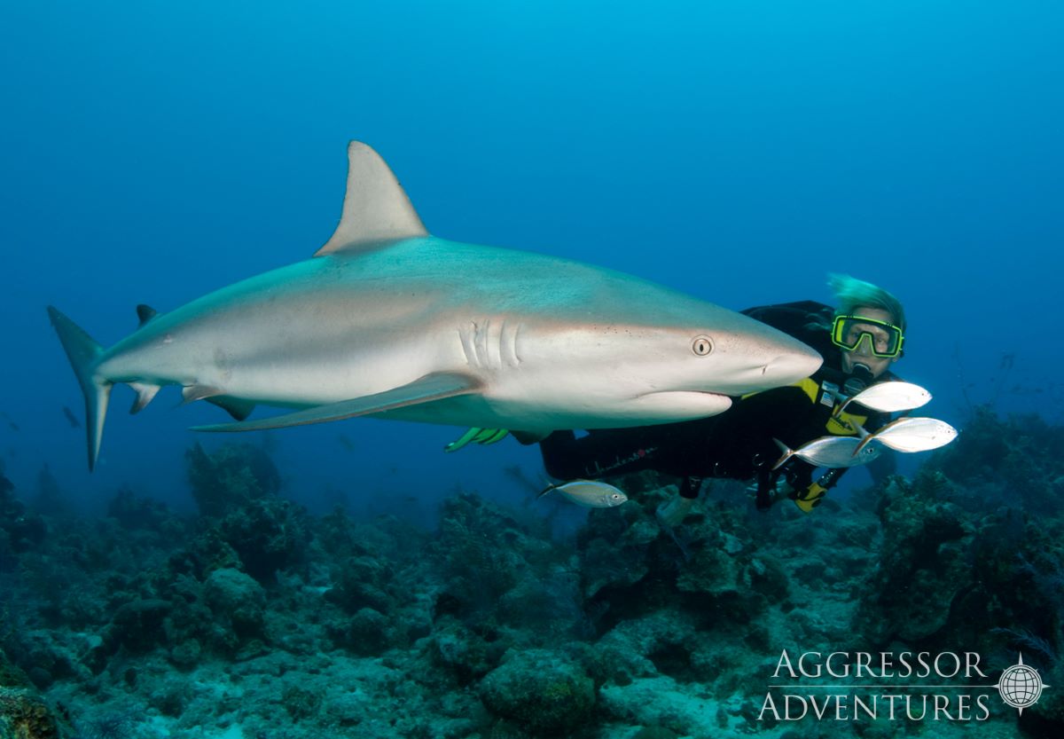 Cruises for scuba divers in Turks & Caicos