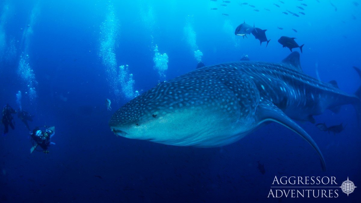 Cruises for scuba divers in Galapagos