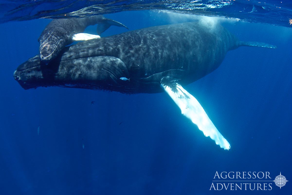 Silver Bank whale cruises