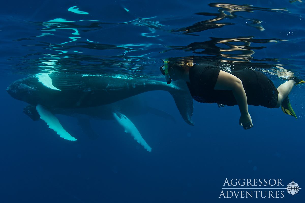 Silver Bank whale cruises