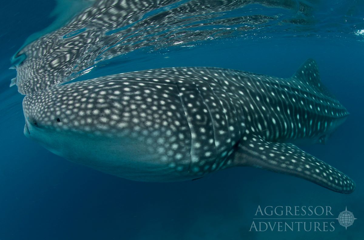 Philippines whale shark cruises