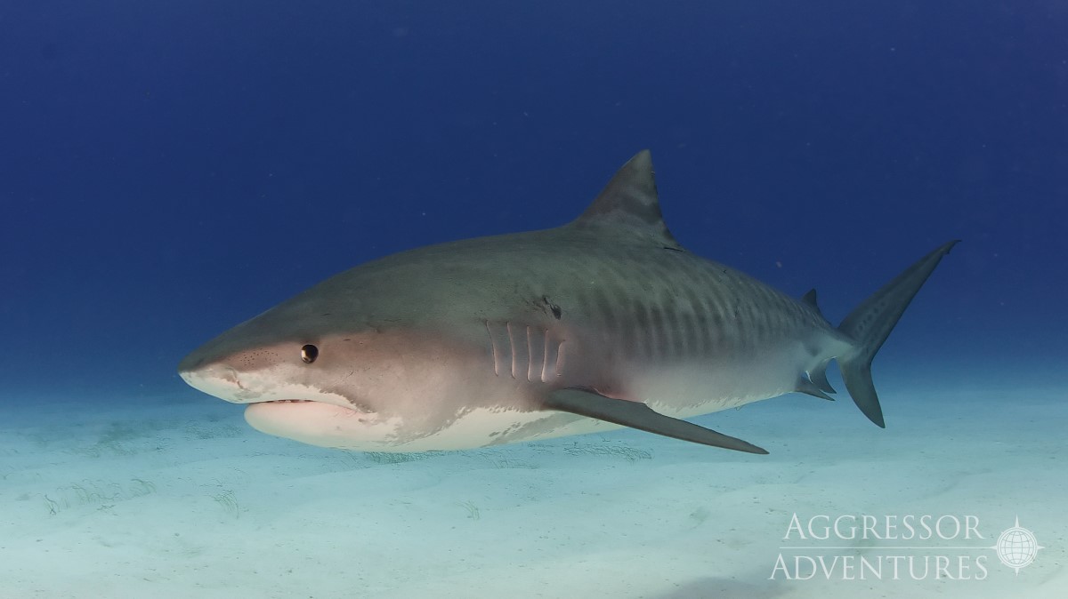 Tiger Beach shark cruises