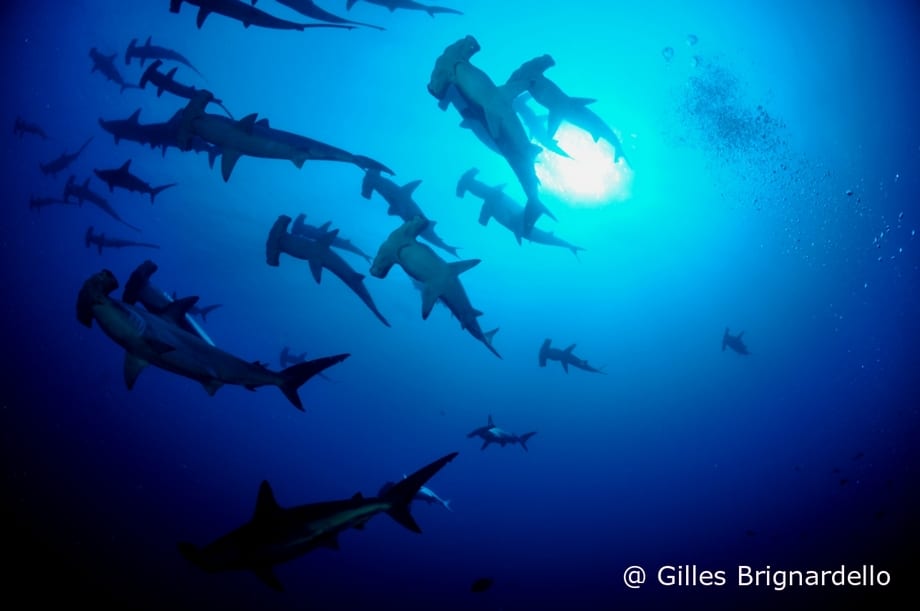 Hammerhead sharks in Alor