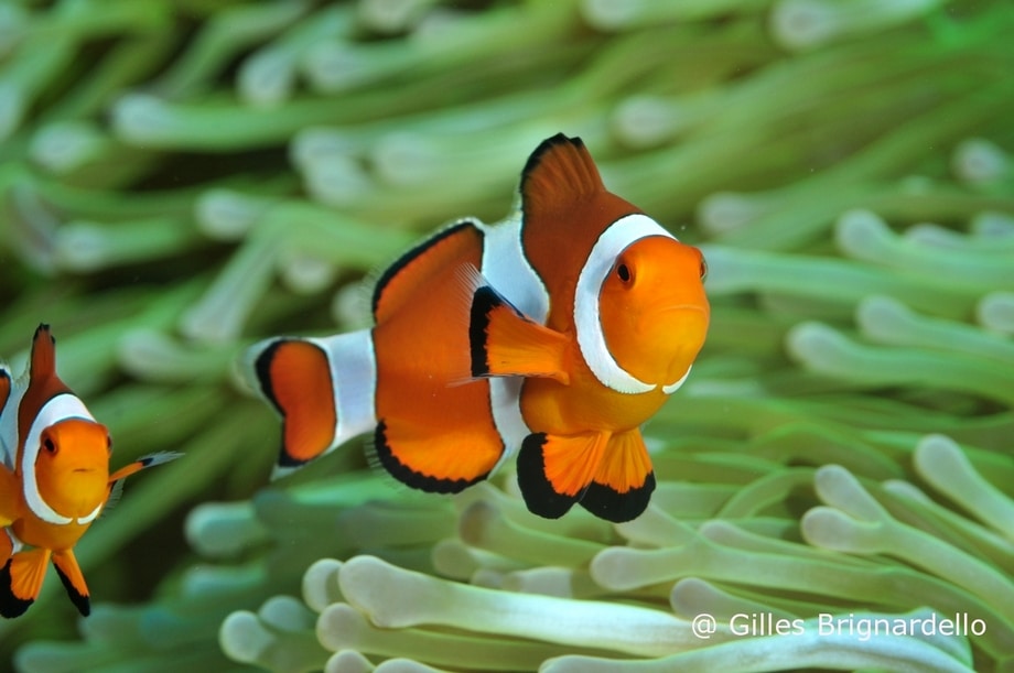 Nemo in anemone city in Alor