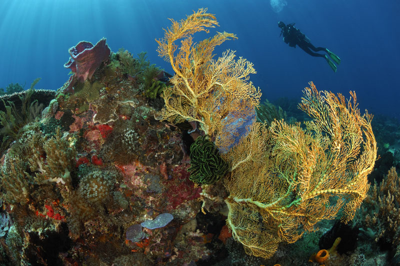 Dive site at Alor Divers Resort