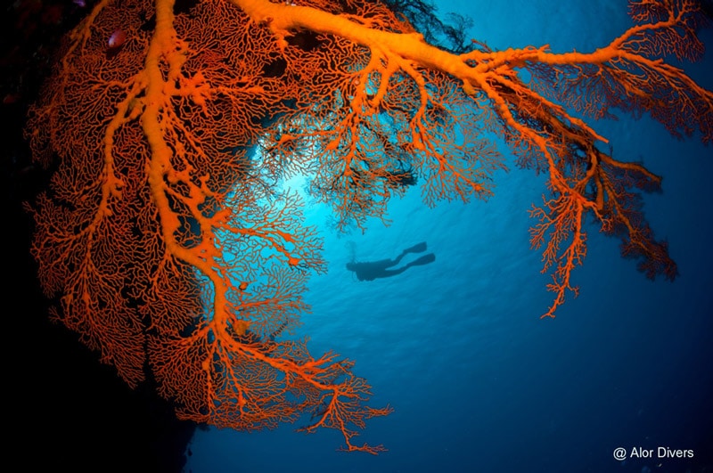 Sea fan at Alor Divers Resort