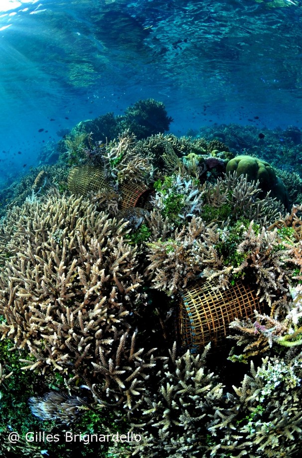 Lobster trap Alor Divers Resort