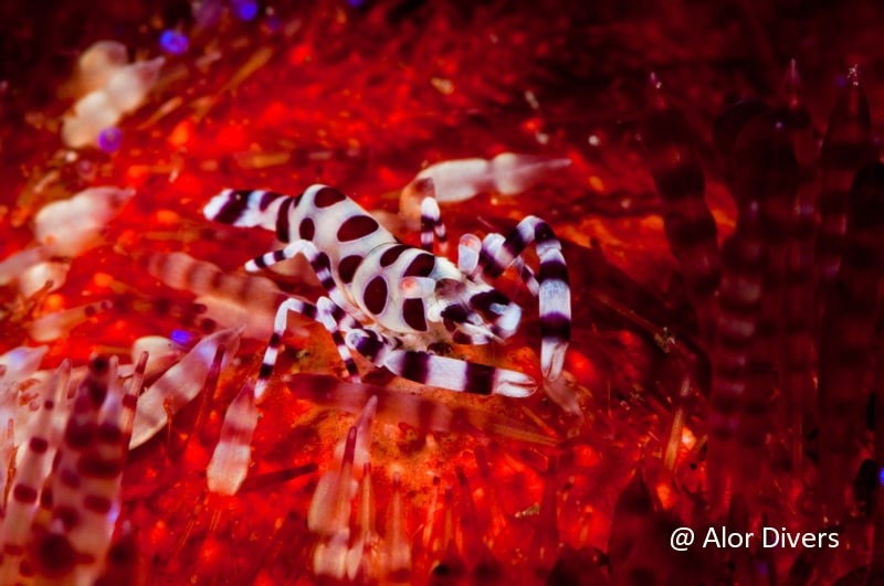 Coleman shrimp Alor Divers Resort