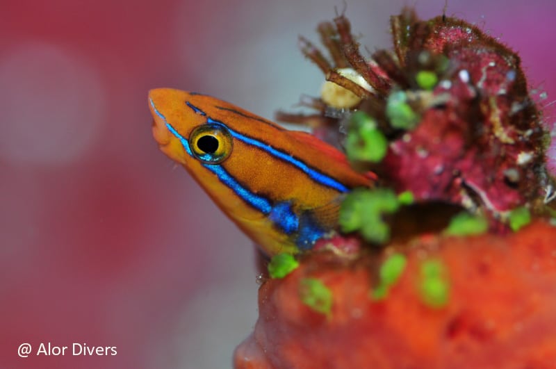 Blenny fish at Alor Divers Resort