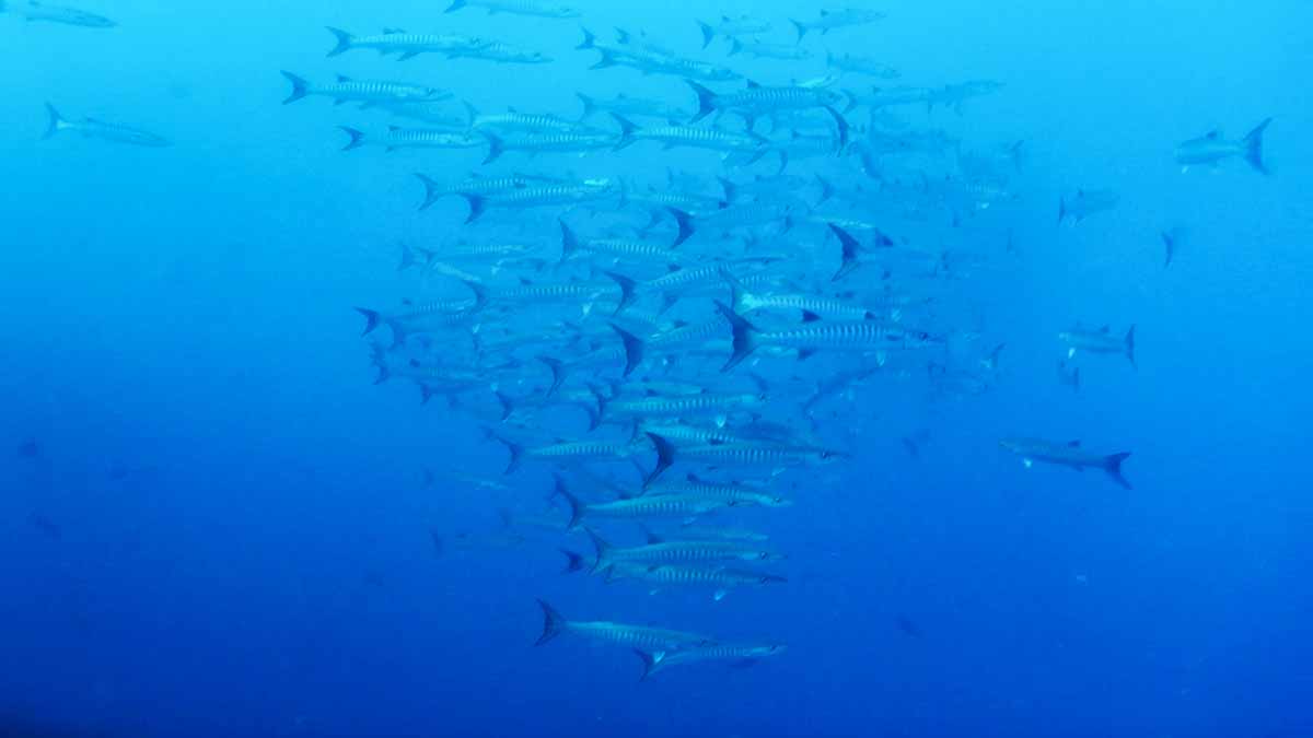 School of Barracuda in Alor