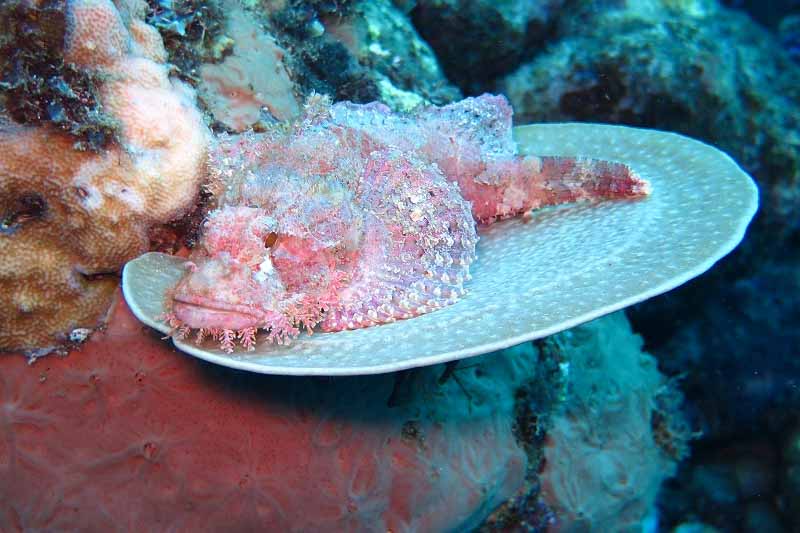 Scorpaenidae in coral reef of Alor Strait