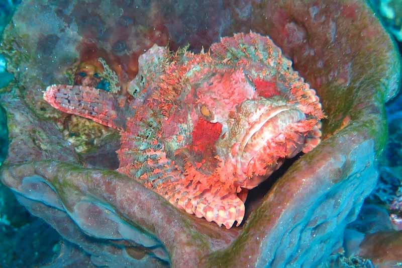 Pterois in coral slope of Alor Strait