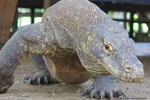 Trekking to Komodo Island with Angel Island Eco Resort