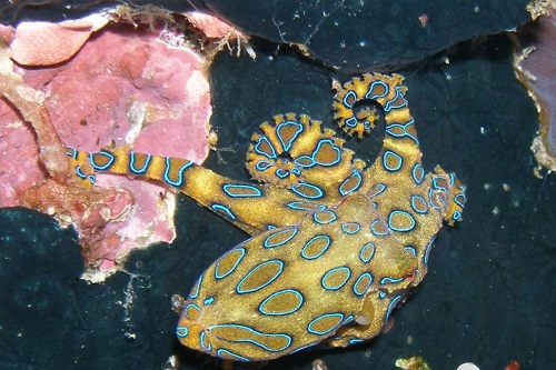 Blue-ringed octopus in Komodo