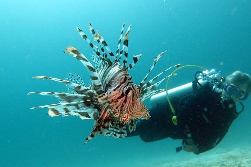 Diver and lionfish