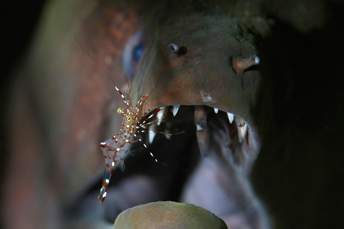 Morena and shrimp at the cleaning station