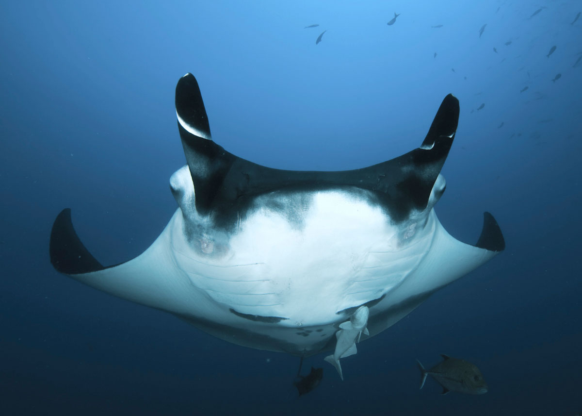 Manta ray at Bali dive site