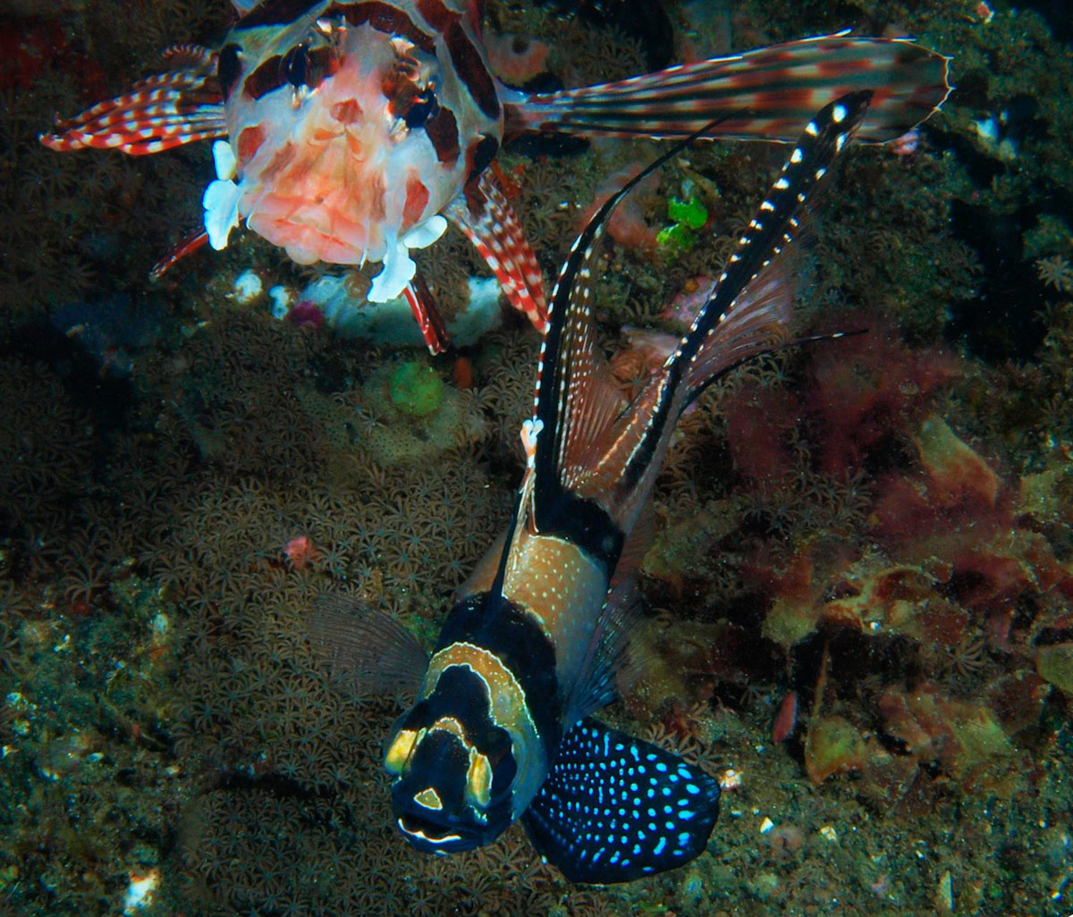 Banggai cardinal fish and lionfish at Bali dive site