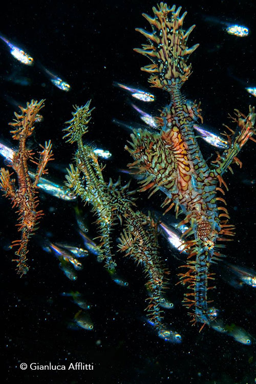 Ornate ghost pipefish in Bali