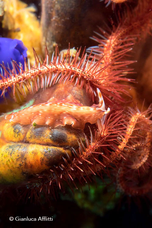 Nudibranch in Bali