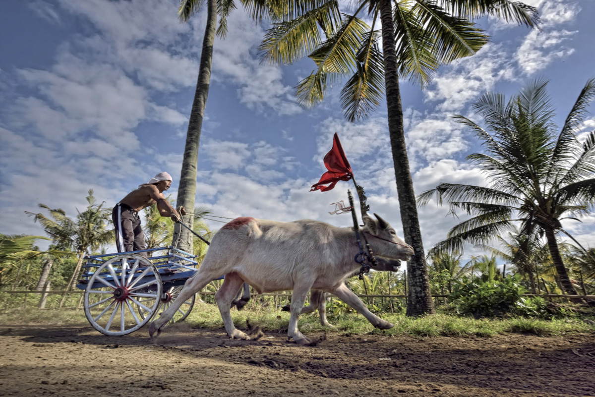 Negara bull race