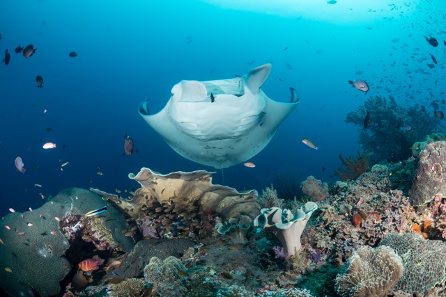 Coral reef and Mantaray in Banda Sea