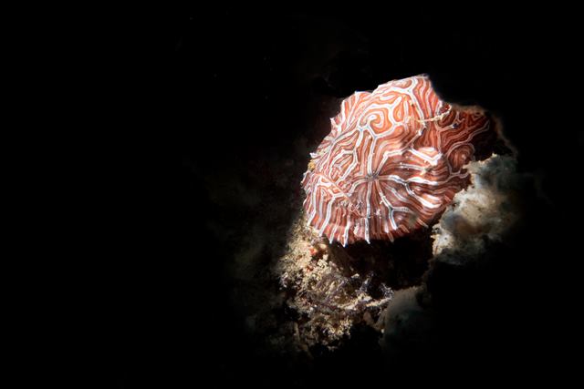 Psychedelic frogfish in Banda Sea