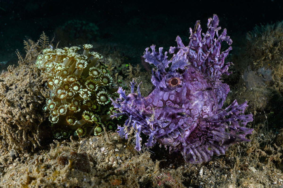 Purple weedy scorpion or Rhinopias frondosa of Ambon