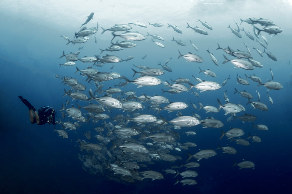 Big Eye Trevally in Banda Sea