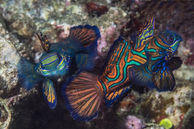 Mandarin courtship in Banda Sea