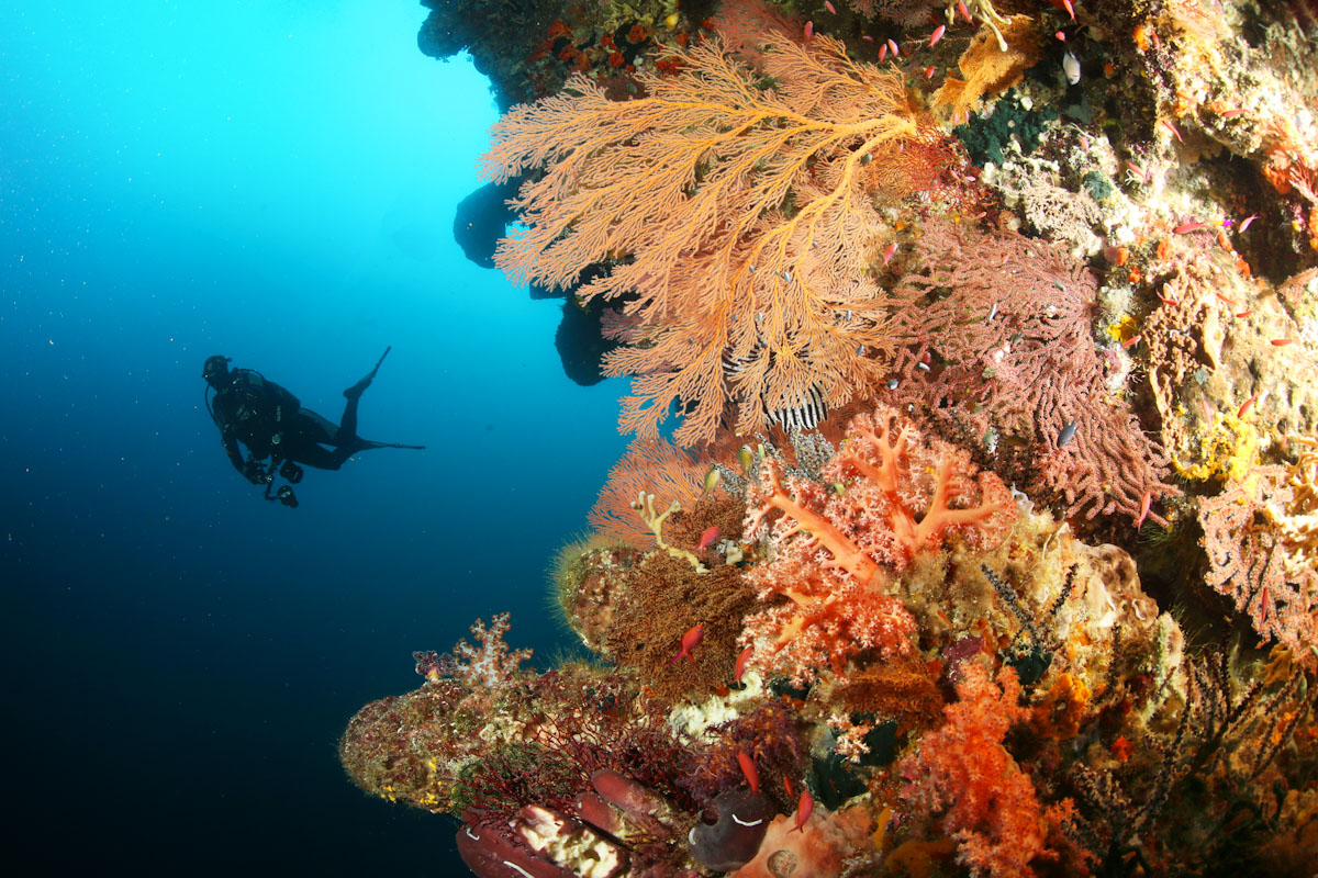 Diver diving a wall in the Banda Sea