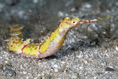 diving_banda_sea