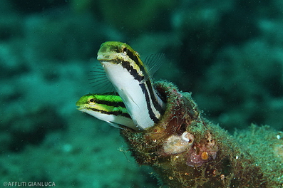 diving_banda_sea