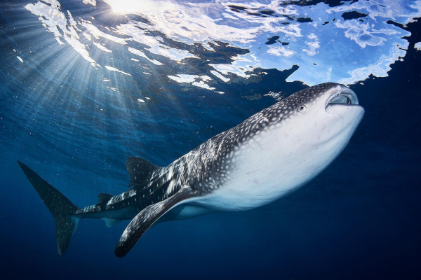 Cruceros para buceadores en Banda Sea | Cruising Indonesia | Los Especialistas del Buceo Liveaboard