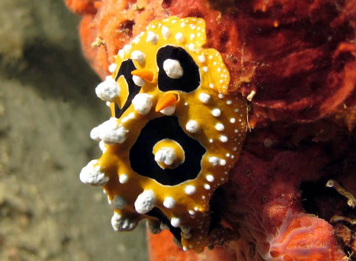 Phyllidia ocellata nudibranch in Cenderawasih Bay