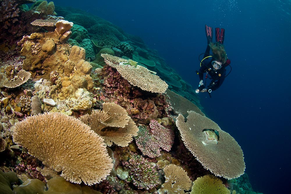 Coral reef at Christmas Islands