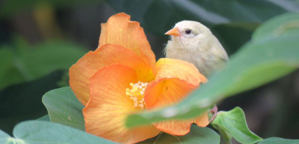 Tour extension in Cocos Island 2