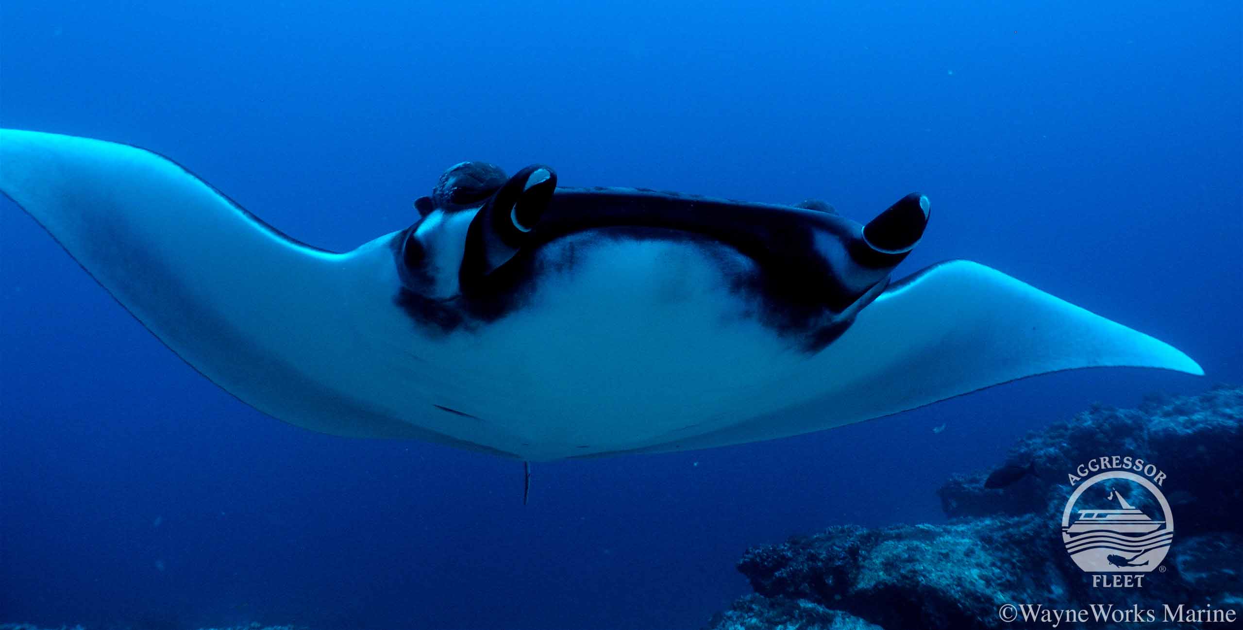 Mantas in Cocos Island