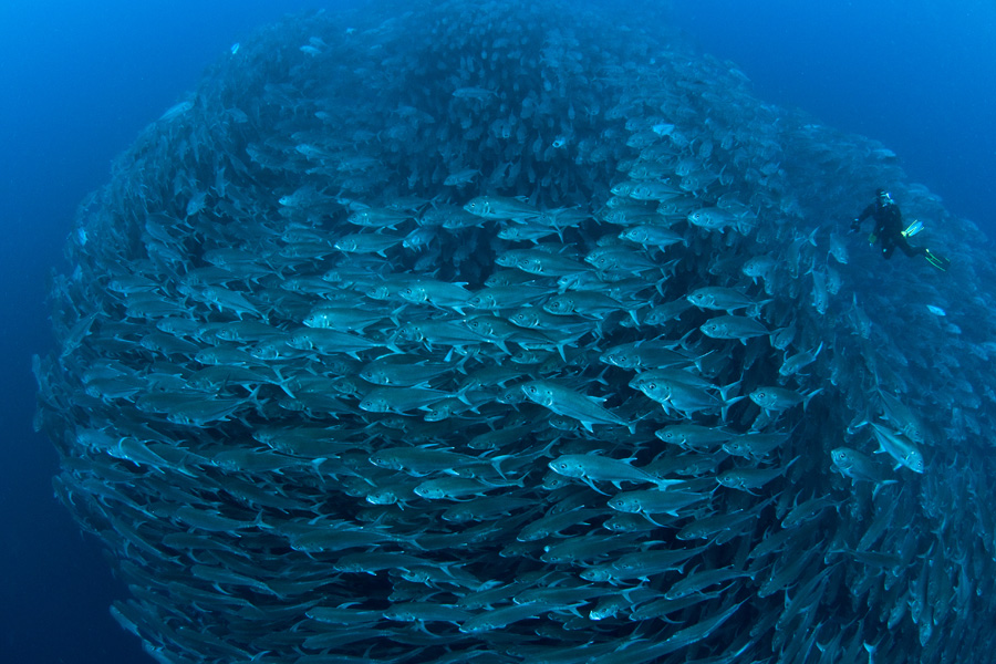 Big eye jacks bait in Cocos Island