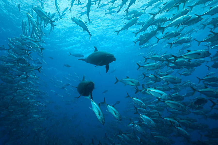 Dolphins and breaking a jacks bait ball in Cocos Island