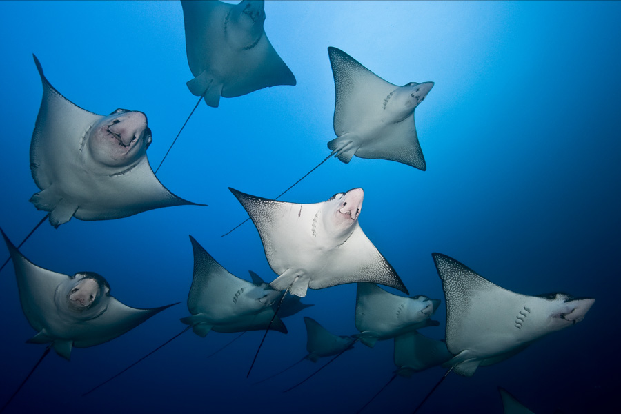 Eagle rays squadron in Cocos Island