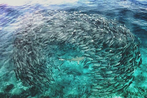 Shoal of fish and reef shark in Raja Ampat