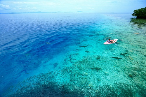 Baby sharks in the surroundings of Cove Eco Resort