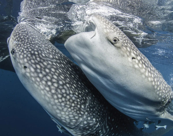 Cruises for divers in Cenderawasih Bay